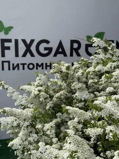 Спирея Серая Грефшайм