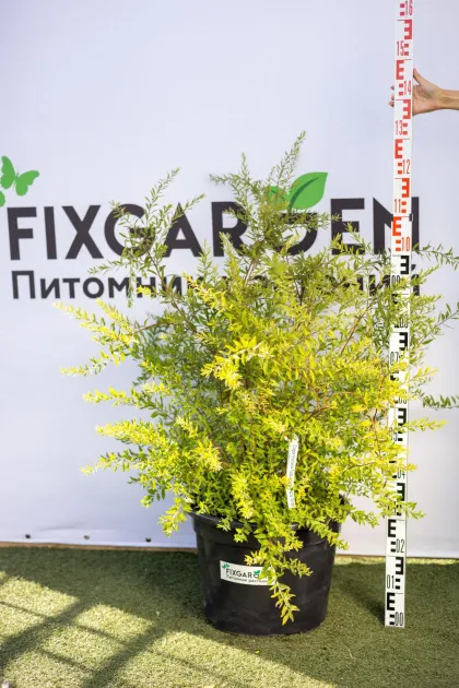 Спирея Серая Грефшайм