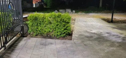 Туя западная Брабант