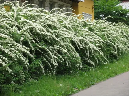 Спирея Серая Грефшайм
