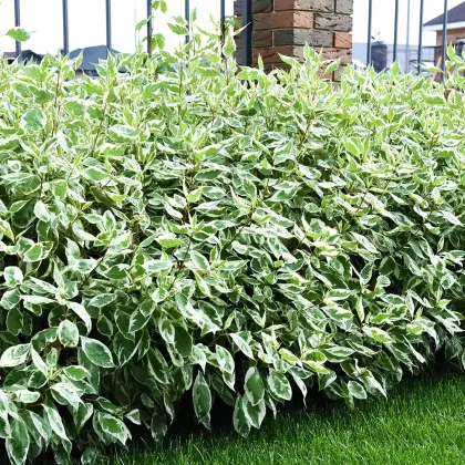 Дерен белый Аргентеомаргината