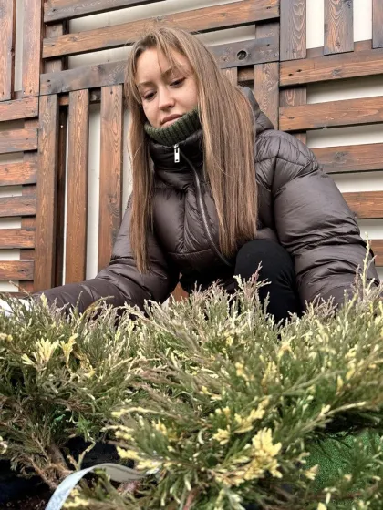 Можжевельник горизонтальный Андора Вариегата