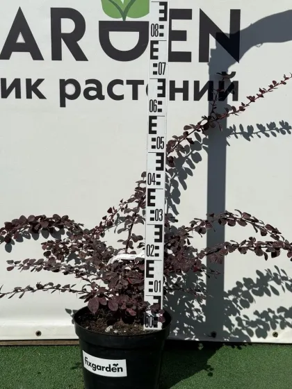 Барбарис оттавский Суперба