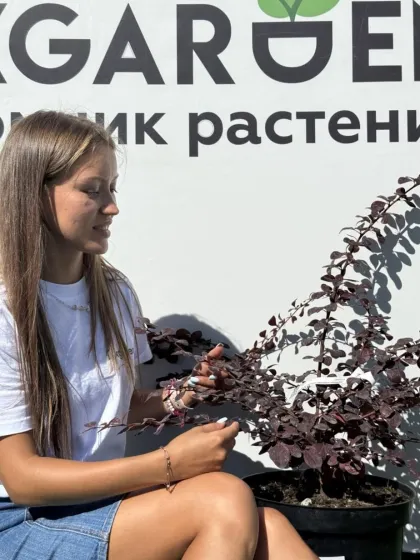 Барбарис оттавский Суперба