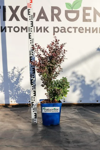 Барбарис Тунберга Атропурпуреа