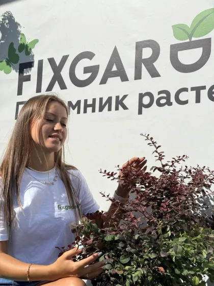Барбарис Тунберга Атропурпуреа