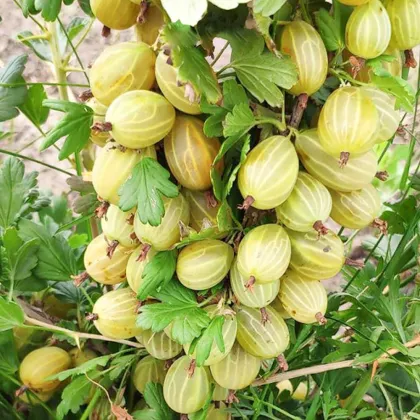 Крыжовник Куршу Дзинтарс