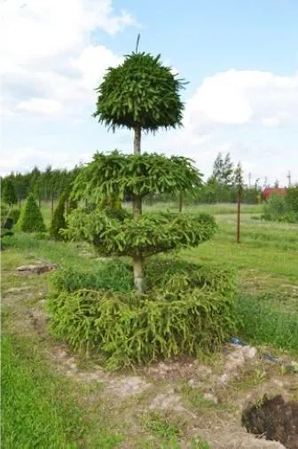 Ель обыкновенная