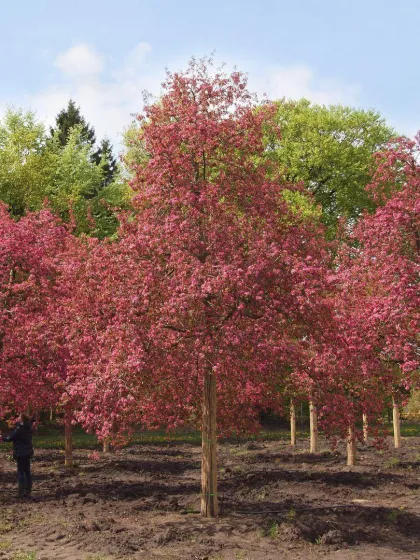 Яблоня Директор Мурланд