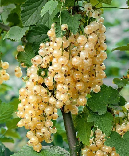 Смородина белая Голландская