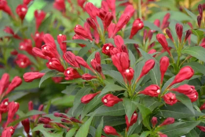 Вейгела Олд Саммер Ред