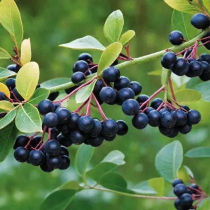 Арония черноплодная Ревонтули Спредер