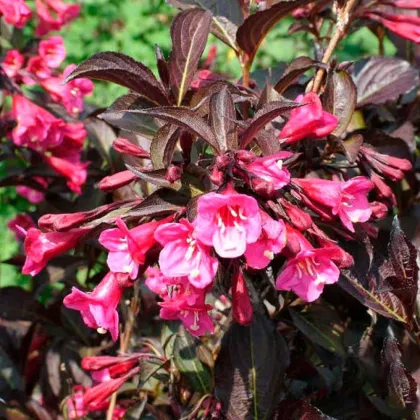 Вейгела Александра