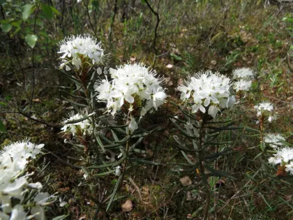 Багульник болотный