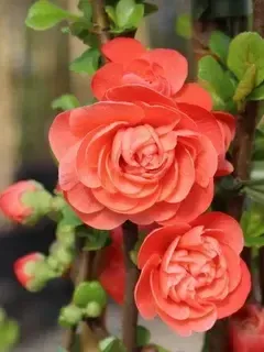 Айва японская Орандж Сторм