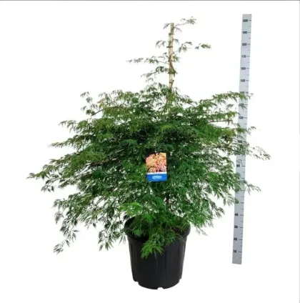 Клен ложнозибольдов Айс Драгон