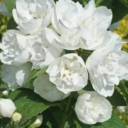 Чубушник Зоя Космодемьянская