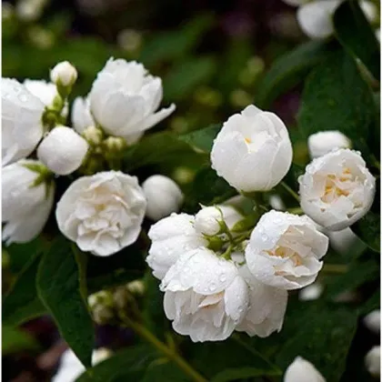 Чубушник венечный Букет Блан