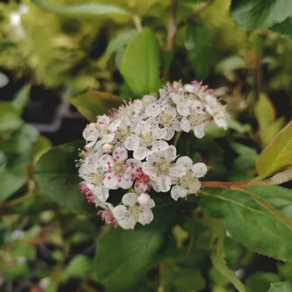 Арония черноплодная