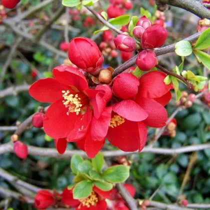 Айва японская