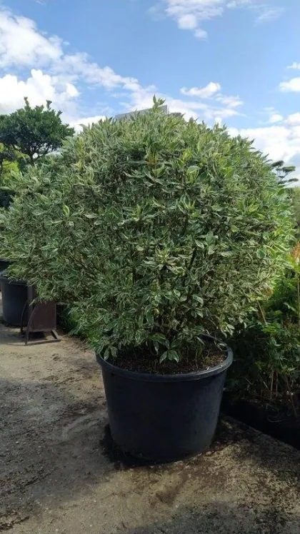 Дерен белый Элегантиссима