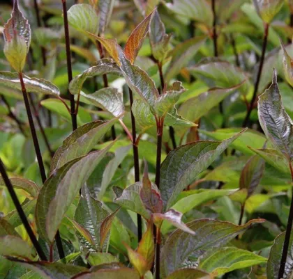 Дерен белый Кессельринги