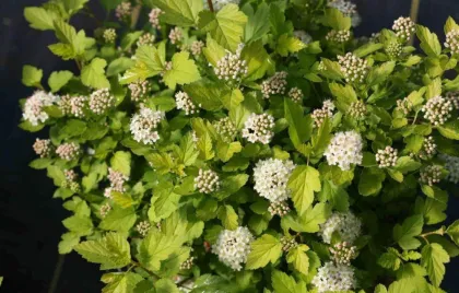 Пузыреплодник калинолистный Тайни Вайн Голд