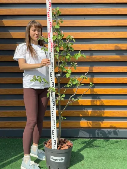 Яблоня Рождественское