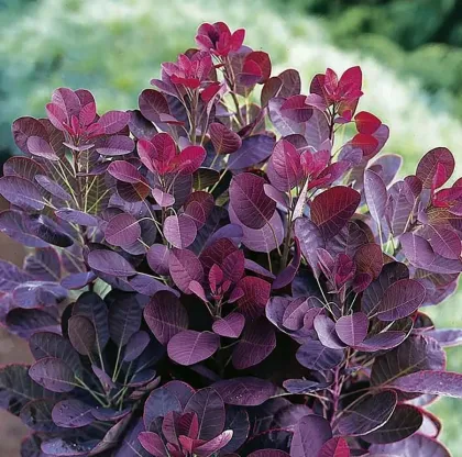 Скумпия кожевенная Роял Перпл