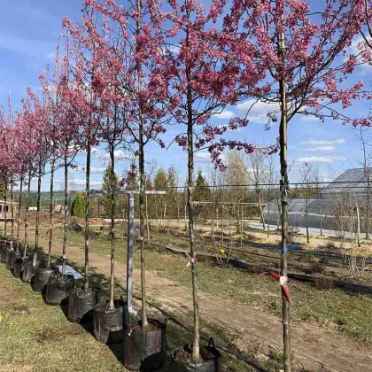 Яблоня Вейс Скарлет