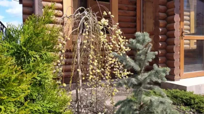 Ива козья Килмарнок