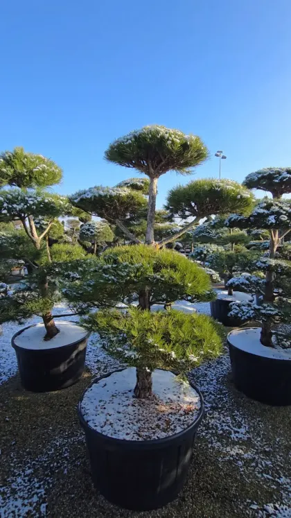 Сосна черная