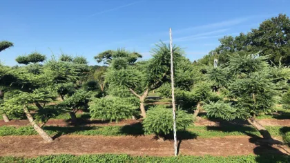 Лиственница кемпфера