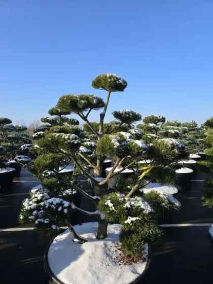 Сосна горная Гном