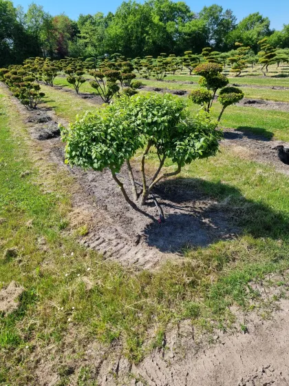 Бересклет крылатый