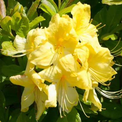 Азалия гибрид японская Аннеке