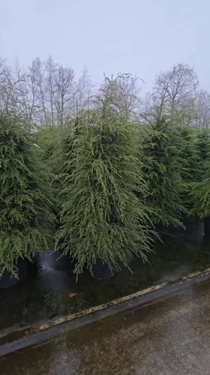 Тсуга канадская