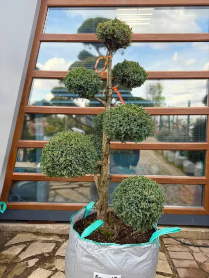 Ниваки Можжевельник Холгер