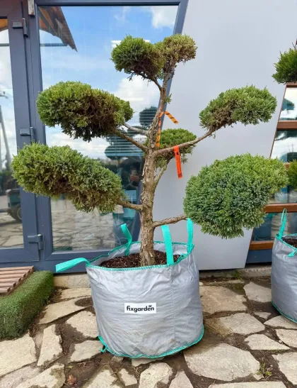 Ниваки Можжевельник Блю Альпс