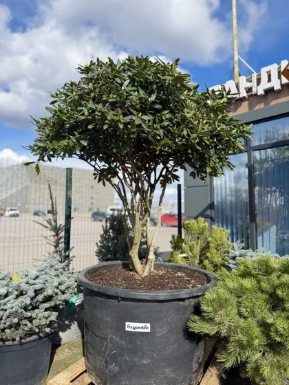 Рододендрон гибрид. Каннингемс Уайт