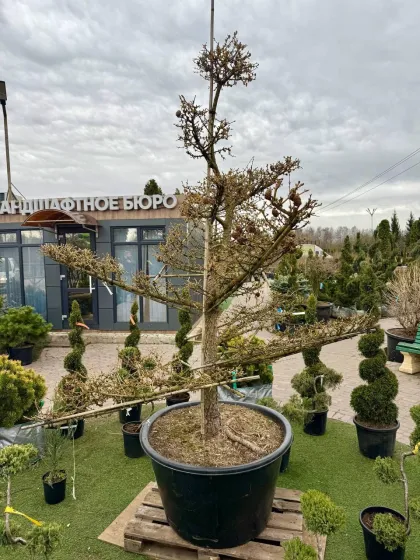 Лиственница Маргилинда