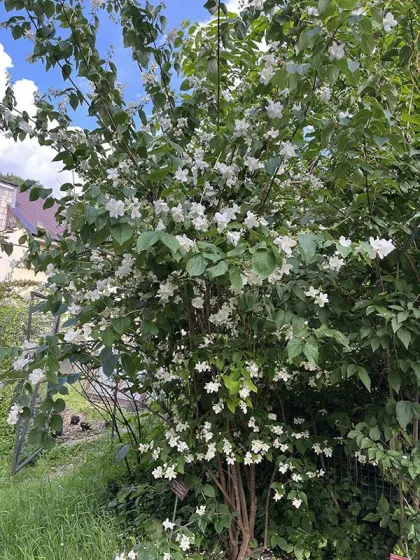 Чубушник венечный Академик Комаров