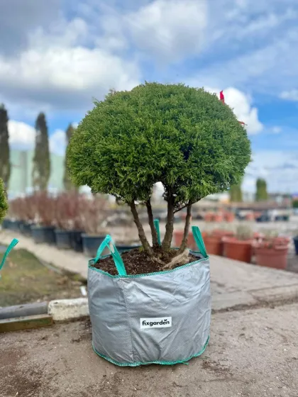 Туя западная Эрикоидес