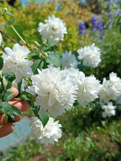 Чубушник венечный Комсомолец