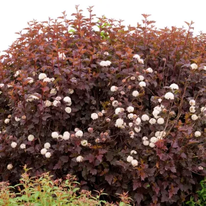 Пузыреплодник Андреа