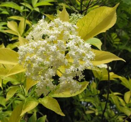 Бузина черная Ауреа