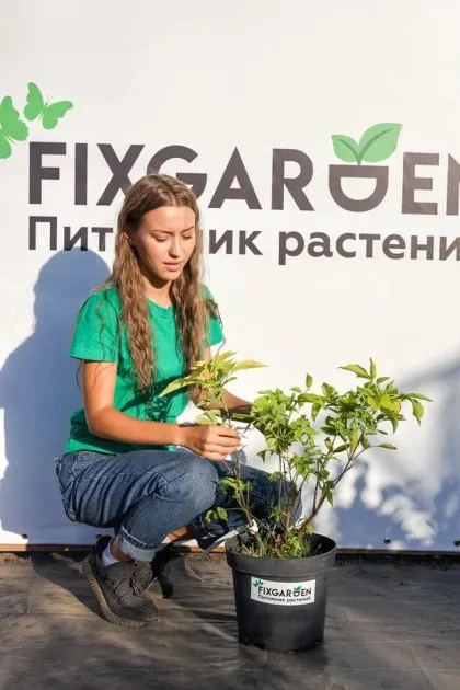 Бузина черная Ауреа