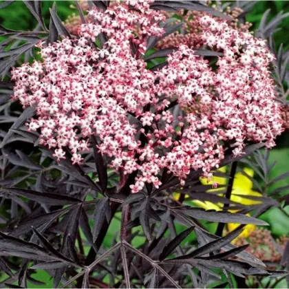 Бузина черная Блэк Лэйс