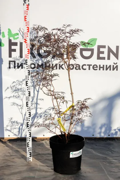 Бузина черная Блэк Лэйс