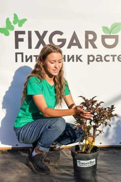 Бузина черная Блэк Тауэр